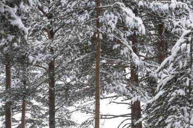 Çam ağaçları kar altında 