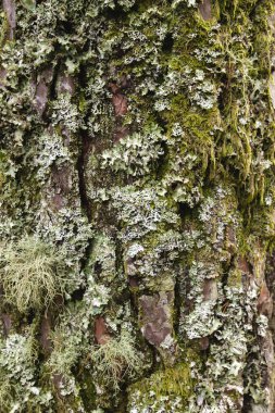 Yosun ve yosun kaplı ağaç kabuğu detayları 