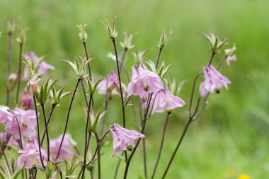Bahçedeki Aquilegia pembe çiçekleri