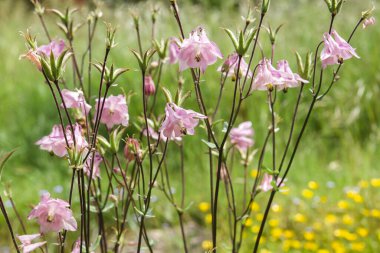 Bahçede çiçek açan anquilegia çiçekleri.
