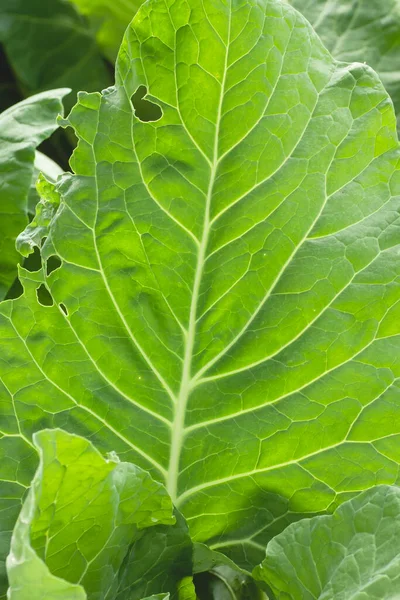 Detalj Kål Gröna Blad — Stockfoto