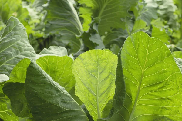 Mutfak bahçesinde lahana bitkileri yetişiyor.