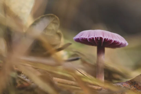 Amethyst Deceiver Beautiful Small Mushroom Growing Wild — стоковое фото