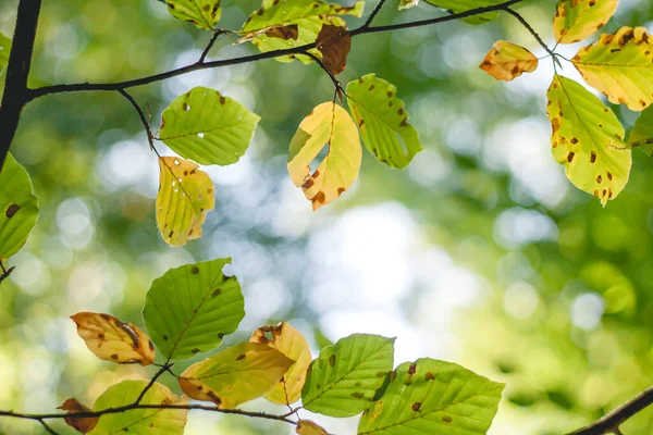 Dettaglio Foglie Faggio Autunnale — Foto Stock