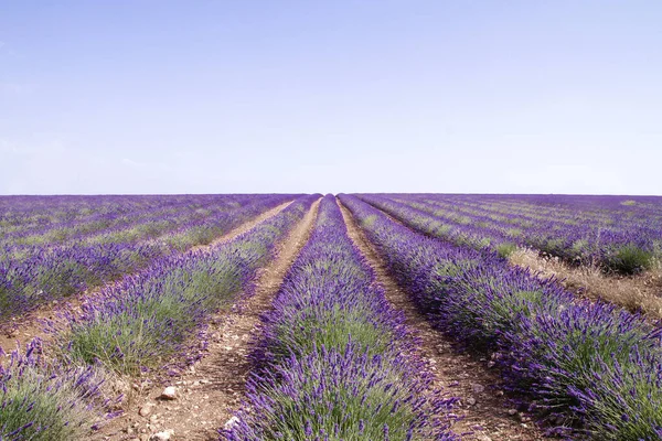 Mavi gökyüzü ile güzel lavanta tarlaları