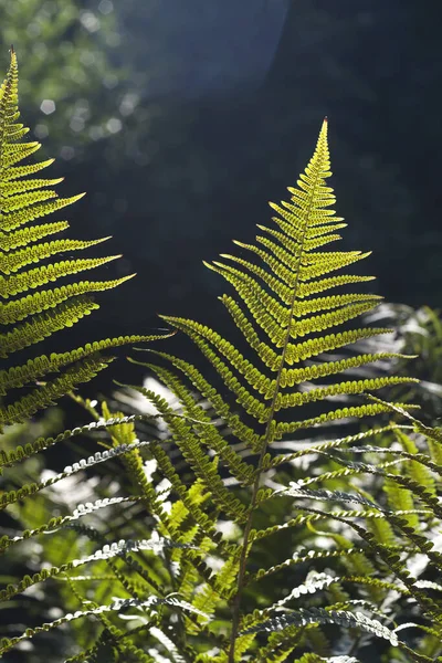 Detalhe Das Folhas Samambaia Verde Floresta — Fotografia de Stock