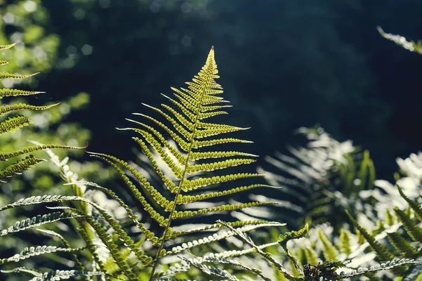 Groene Varenbladeren Het Bos — Stockfoto