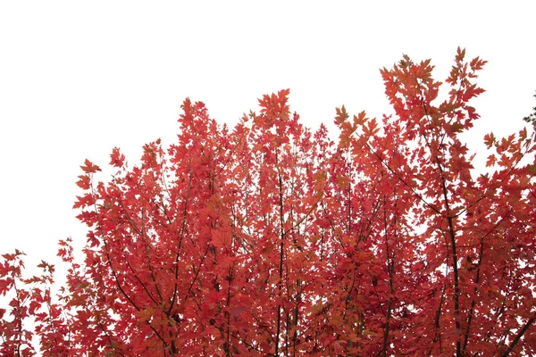 Pohled Zblízka Červené Stromy — Stock fotografie