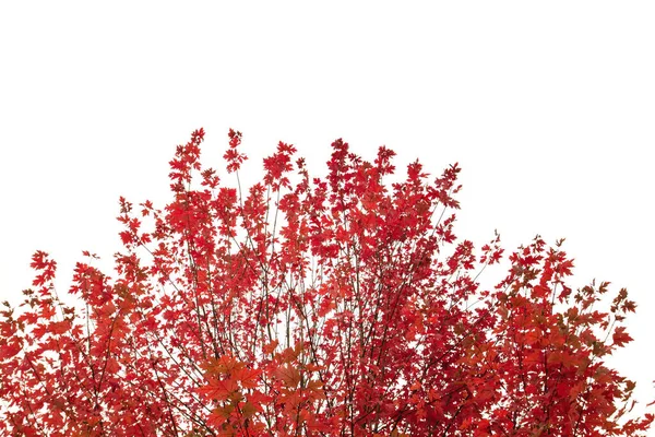 Japonská Javorová Červená Podzimní Zeleň — Stock fotografie