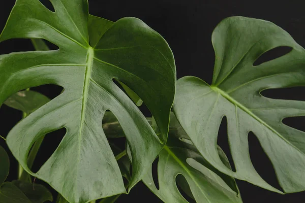 Detalle Monstera Deliciosa Hojas Hermosas —  Fotos de Stock