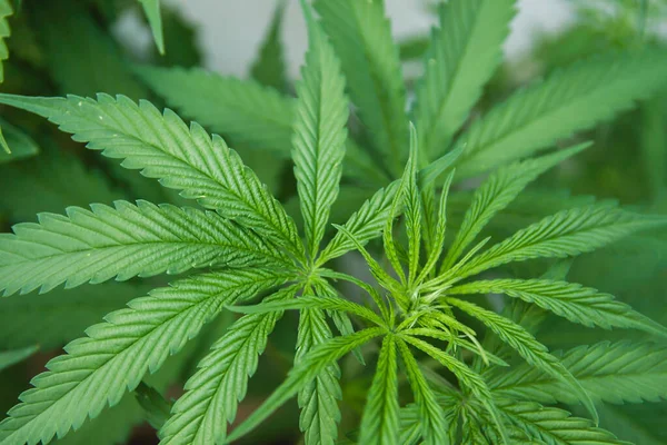 Planta Cannabis Vista Cerca —  Fotos de Stock