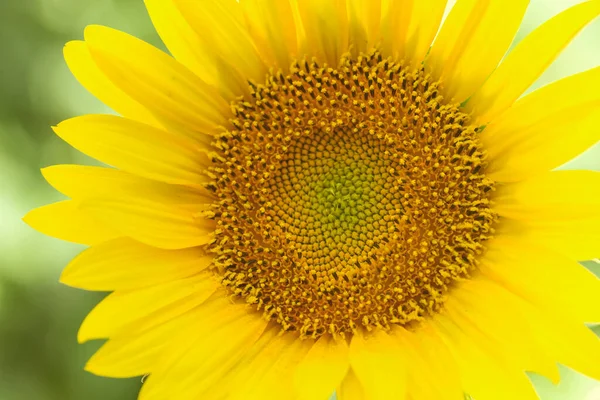 Detalhe Cabeça Flor Girassol Com Florzinhas — Fotografia de Stock