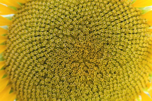 Деталь Соняшникової Квіткової Головки Дискові Квіти — стокове фото