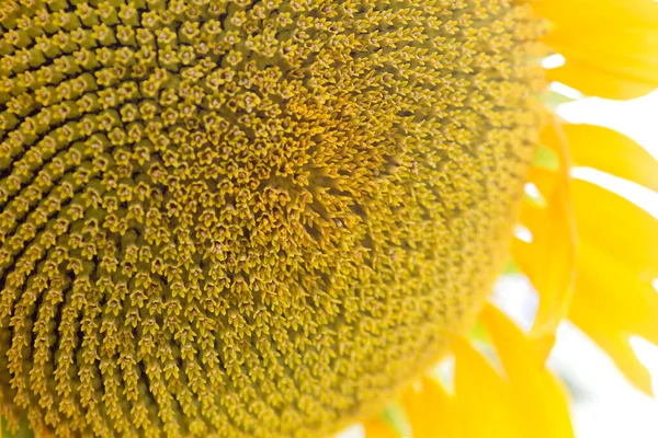 Квіткові Горщики Соняшнику Крупним Планом — стокове фото