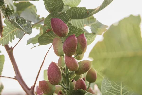 Καρποί Pistacia Vera Κοντά — Φωτογραφία Αρχείου