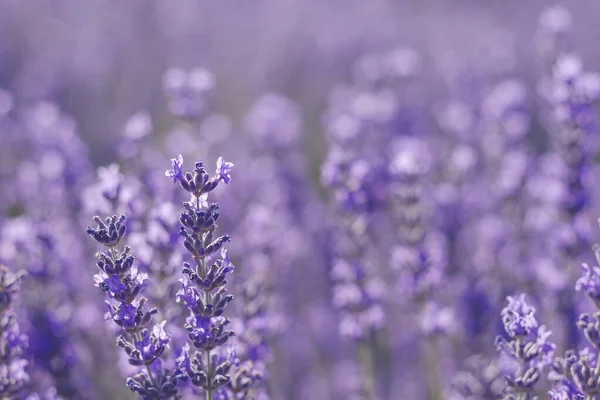 薰衣草紫色花朵密闭 自然紫红背景 — 图库照片