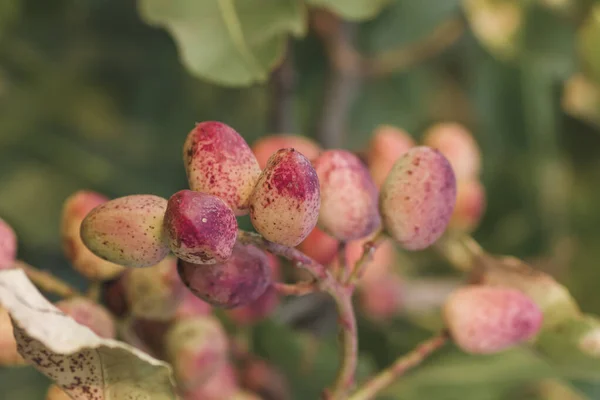 Detail Pistacia Vera Fruits — Stock Photo, Image