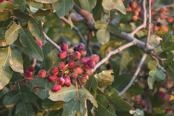 Detail Pistacia Vera Red Ripe Fruits — Stock Photo, Image