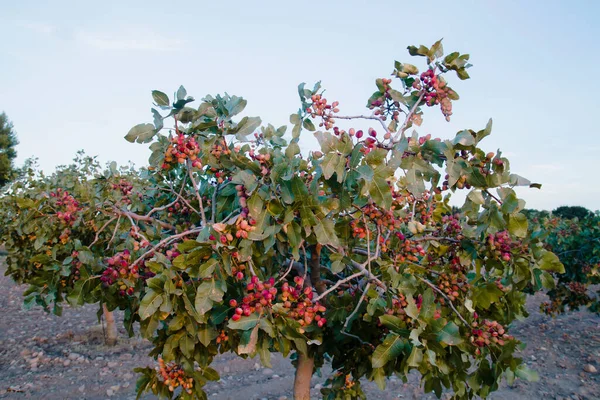Pistacia Vera Tree Full Red Ripe Fruits — Stock Photo, Image