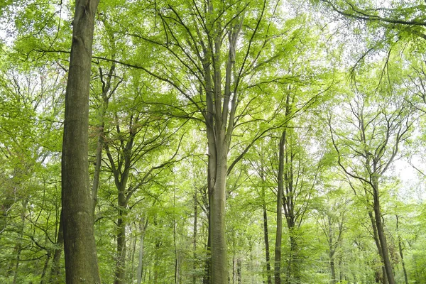 Faia Árvores Paisagem Floresta Verde — Fotografia de Stock