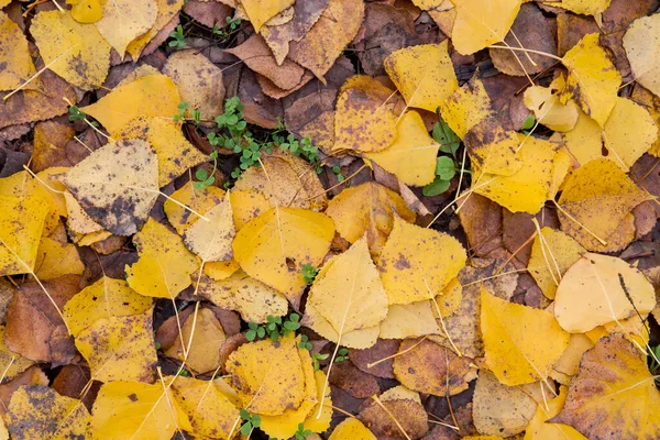 Populus Nigra Herfst Gevallen Bladeren — Stockfoto