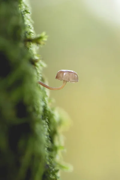 木の樹皮の苔に成長したミセナの小さなキノコ — ストック写真