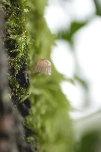 Kleiner Pilz Der Auf Einer Baumrinde Wächst — Stockfoto