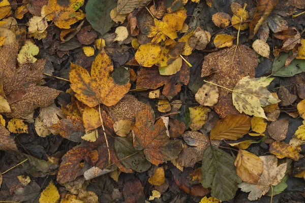 Опавшие Осенние Листья Вблизи — стоковое фото