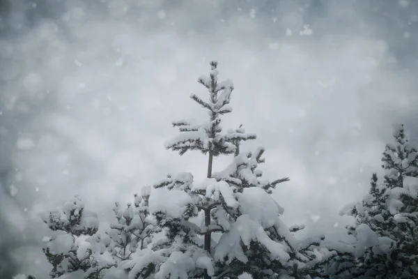 Dennenboom Bedekt Met Sneeuw — Stockfoto