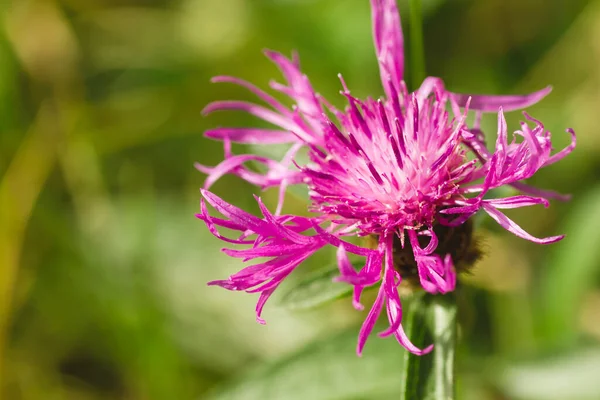 Květ Jacea Centaurea Zblízka — Stock fotografie
