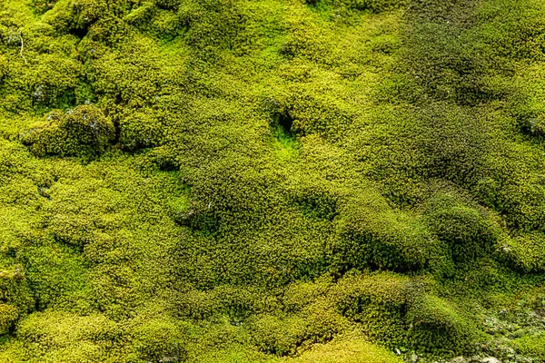 Green Moss Carpet Forest Soil — Stock Photo, Image