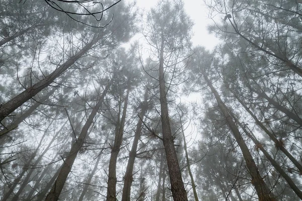 Pine Trees Misty Winter Mornig — Stock Photo, Image