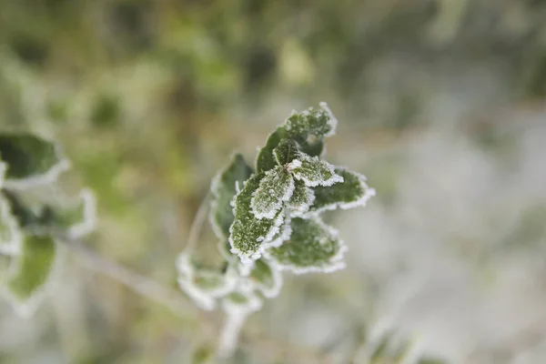 Grüne Blätter Vom Frost Bedeckt — Stockfoto