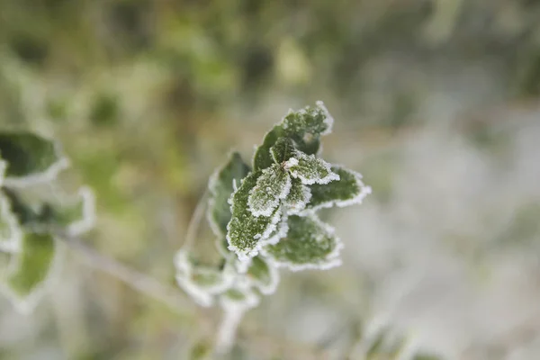 Feuilles Vertes Recouvertes Givre — Photo