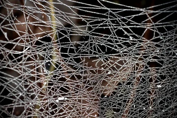 Frostad Spindel Nät Närbild Abstrakt Natur Bakgrund — Stockfoto