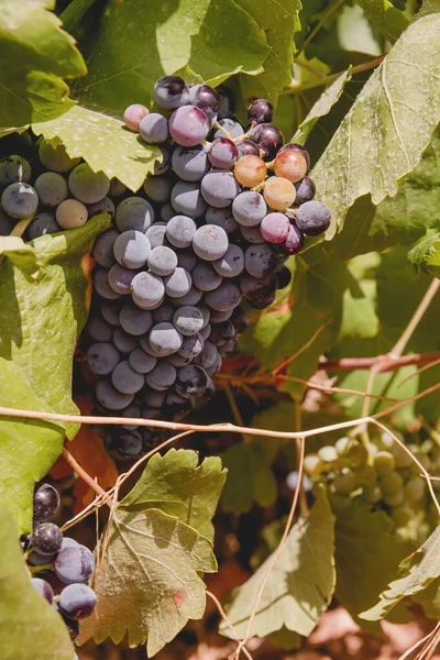 Ein Bündel Roter Trauben Einem Weinstock — Stockfoto