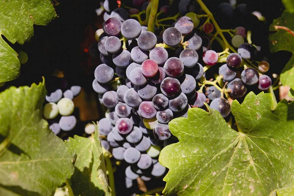 Ein Bündel Roter Trauben Wächst Weinstock — Stockfoto