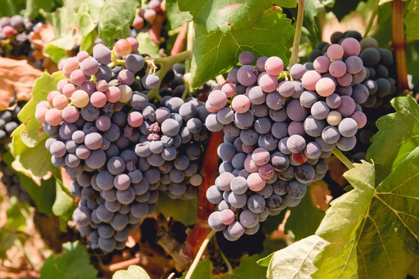 Uvas Vermelhas Que Crescem Numa Vinha — Fotografia de Stock