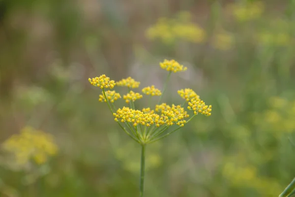 Detalhe Planta Anis Flores Amarelas — Fotografia de Stock