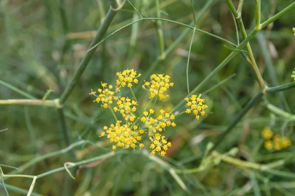 Pianta Anice Fiori Gialli Vicino — Foto Stock