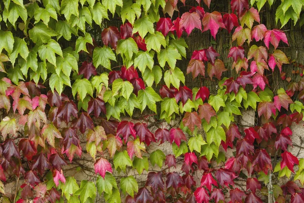 Groene Rode Sierwijnstok Herfst — Stockfoto