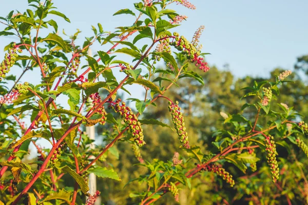 Phytolacca Americana Invasive Pflanze Mit Sommerbeeren — Stockfoto