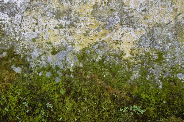 Små Ekosystem Växer Gammal Mur — Stockfoto