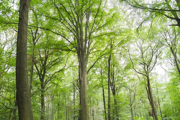 Faia Verde Árvores Floresta Paisagem — Fotografia de Stock