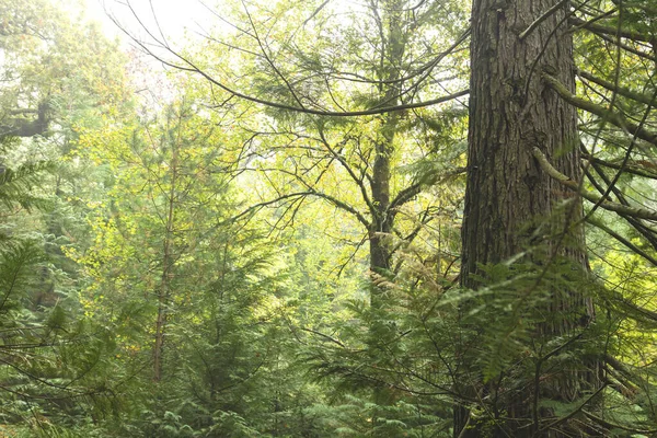 Boschi Misti Autunno Con Alberi Sempreverdi Decidui — Foto Stock