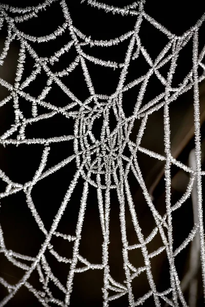 Donmuş Örümcek Ağı Kapat — Stok fotoğraf
