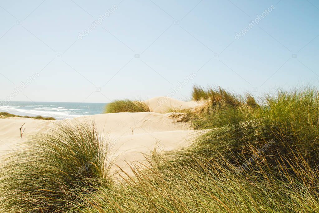 Sand dunes in Cavadelo beach, Portugal