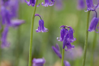 İlkbaharda Hyacinthoides 'in senaryosuz veya böğürtlen çiçekleri 