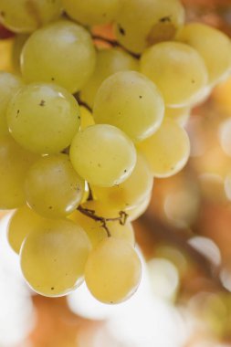 Bir yığın beyaz üzüm. Yaklaş. 