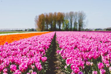 Çiçek açmış laleler